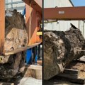 Amerikanac se pohvalio da je kupio ogromno drvo u Srbiji: Njegova objava na TikTok-u razbesnela korisnike: "To stablo je…