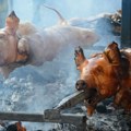 Прасиц́и са уранка – једина слобода за коју су се радници у неолиберализму изборили