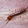 Dete iz Niša u obući pronašlo ogromnog i otrovnog insekta: Izgleda kao "mini zmija", nikako ga ne dirajte golim rukama…