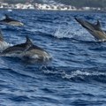 Užas u Hrvatskoj: Plutaju mrtvi delfini,krvavi i raskomadani