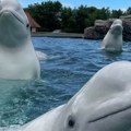 Da li će Kanađani uspavati 30 beluga kitova