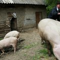 Ministarstvo: U dva gazdinstva u opštini Ub potvrđena afrička kuga svinja, eutanazirane 52