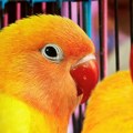 Kako HONOR 600 serija redefiniše mobilno fotografisanje Tri stvari zbog kojih se dobar telefon odmah prepozna Upoznajte „Saru“…
