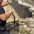 (Video) Trenutak kad je sve pošlo po zlu! Poznatog zmijolovca ujela zmija Vladica krenuo da je uhvati, a onda je usledio…