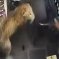 Leopard uleteo u prodavnicu pića i napao radnika: Jeziv snimak pokazuje borbu "prsa u prsa"