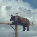 Neverovatan prizor! Medved se popeo na banderu visoku 10 metara i tamo ostao zarobljen: Snimak obišao internet, a ishod…