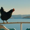 9. Dunav Film Fest donosi šest dana filma na četiri atraktivne lokacije u Smederevu