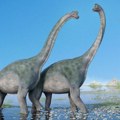 Kako je izgledao ljubavni život dinosaurusa? Naučnici pronašli neobične tragove