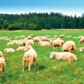 Masakr neviđenih razmera: Poljoprivrednik iz Australije se sprema da zakolje 3.000 ovaca, a razlog je veoma tužan (foto)