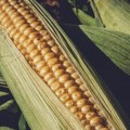 Rast cena soje i kukuruza
