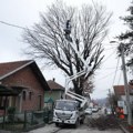 Orezivanje drvorednih sadnica u Kragujevcu