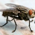 Ne košta ni 50 dinara, a tera muve kao od šale: Ovo prirodno sredstvo stavite kraj prozora, razbežaće se momentalno