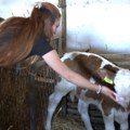 Kraljevo: Na farmi Poljoprivredne škole učenici tokom raspusta brinu o životinjama i ekonomiji