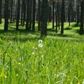 Pokrenut postupak zaštite Spomenika prirode Odorovsko polje