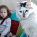 Imate mačku u kući? Špansko istraživanje otkrilo zanimljive rezultate kod dece!