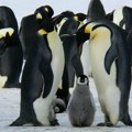 Alarmantno Zbog otapanja leda uginulo do 10.000 pingvina