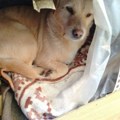 Humani stanari: Požarevljani napravili skloništa za ulične pse