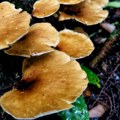 Pečurke u Klivlendu „jedu“ čitave kuće – kako gljive rešavaju problem zagađenja