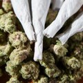 Sintetička marihuana u Srbiji – i do 300 puta jača od prirodne, mladi najugroženiji