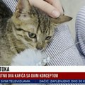 Otvoren prvi antistres kafić u Nišu - umesto konobara dočekuju vas mace koje traže dom