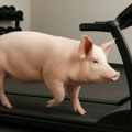 Svinje na trakama za trčanje, rezultat ukusnije i zdravije meso Evo kako mogu da vežbaju, ali i da prekinu "trening"