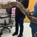 Zmija dugačka nekoliko metara pronađena blizu osnovne škole