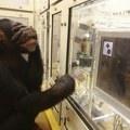 Шимпанза побеђивала људе у тесту меморије: Памтила бројеве и локације брже од трептаја (видео)