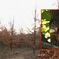 Veverice posadile 30.000 stabala: Na Vršačkim planinama, iz žireva koje su zakopale kao zimnicu, nikla hrastova šuma