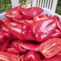 Šok i neverica! Mislili da su kupili 49 kilograma paprike, a onda su stavili džakove na vagu: za ajvar im falilo baš mnogo