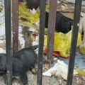 Pet štenaca napušteno u Valjevu: Majka ih dovela u ovu ulicu, prolaznici im udele nešto od hrane