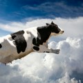 Prodata najskuplja krava na svetu Nova Ginisova rekorderka, od cifre će vam se zavrteti u glavi (video)