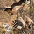 Ovo ne pamte ni najstariji žitelji Sjenice: Veličanstven prizor! Nikad ovoliko beloglavih supova na jednom mestu (foto)