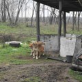 Držao 50 pasa u nehumanim uslovima Sumnja se da je nekoliko životinja zbog zapuštenosti i bolesti uginulo