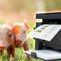 Savo se odlučio za štampač i prasiće! Pravi vrhunske specijalitete, a proizvodnja ovog pića mu ide kao po loju!
