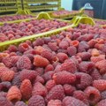 Malinari najavili košenje malinjaka, i ove godine cena niska