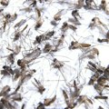 Evropa suočena s rekordnim brojem bolesti koje prenose komarci