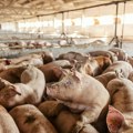 Afrička kuga svinja u selu kod Sremske Mitrovice: Obori u dva gazdinstva ostali prazni