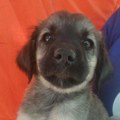 Pavle traži svoju porodicu i dom – Ne kupuj, udomi za ljubav