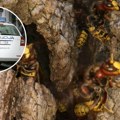 Muškarac (54) preminuo nakon što su ga izboli stršljeni: Jeziv slučaj u Hrvatskoj, policija vršila uviđaj