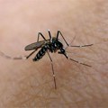 U Grčkoj od virusa Zapadnog Nila preminulo 9 osoba, u Severnoj Makedoniji prvi smrtni slučaj