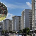 (Video) Najezda pacova u Belvilu! Stanari muku muče sa glodarima, iskaču iz žbunja, pojavio se šokantan snimak