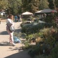 Izložba cveća "Beogradska jesen" u parku Manjež: Saveti za negu biljaka u hladnijim danima (video)
