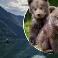 Urnebesan snimak sa Perućca: Mali medvedi hteli da se popnu na čamac pa se desio haos, nasmejaće vas do suza