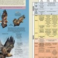 Prvi sveobuhvatni vodič za raspoznavanje divljih ptica: Društvo za zaštitu i proučavanje ptica objavilo knjigu