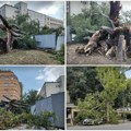 Dan posle jezive superćelijske oluje u Novom Sadu! Pogledajte fotografije - vetar iščupao drvo staro 150 godina! (foto)