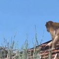 Majmun se šeta po Karaburmi! Skakuće s krova na krov, niko ne zna odakle je pobegao (video)