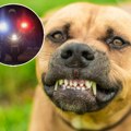 Stravično ubistvo u Beogradu! Izbo psa, pa ga bacio u kontejner, policija hitno privela napadača!