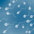 Naučnici otkrili da spermatozoidi prkose zakonu fizike