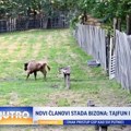 Novi članovi stada bizona: Tajfun i Tatrenka VIDEO