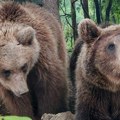 "Ponašanje ovakve životinje može biti agresivno" Hitno upozorenje Nacionalnog parka Tara: Zver i njena 3 mladunčeta viđeni na…